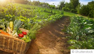 Comment garder un potager productif malgré les températures élevées