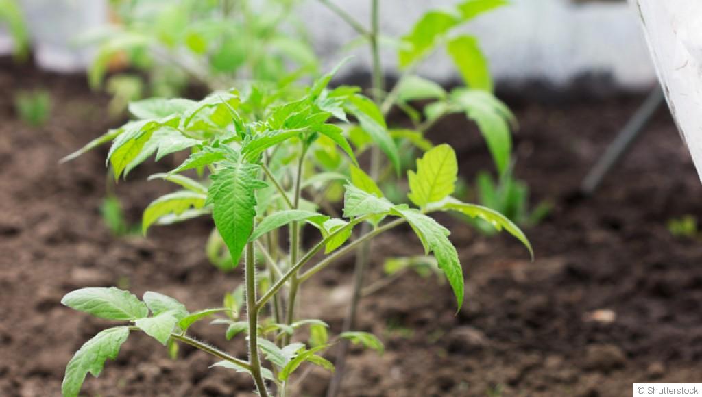 Canicule au jardin : comment protéger efficacement ses plantes ?