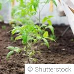 Canicule au jardin : comment protéger efficacement ses plantes ?