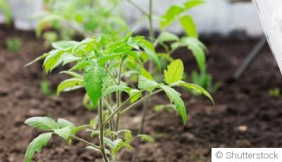 Canicule au jardin : comment protéger efficacement ses plantes ?