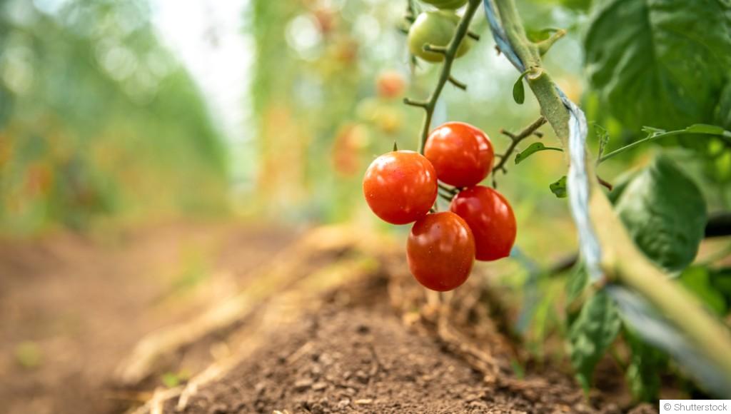 Réussir son potager en période sèche : conseils pratiques