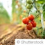 Réussir son potager en période sèche : conseils pratiques