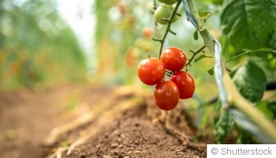 Réussir son potager en période sèche : conseils pratiques