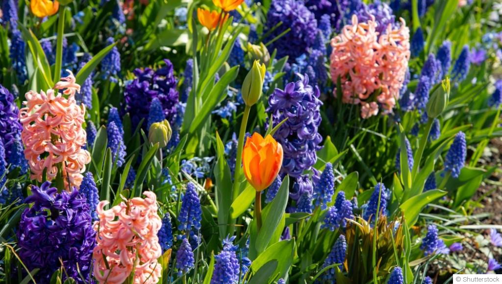 Bulbes de printemps : les meilleures variétés à mettre en terre dès septembre