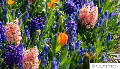 Bulbes de printemps : les meilleures variétés à mettre en terre dès septembre