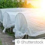 Comment limiter les dégâts du soleil sur les plantations