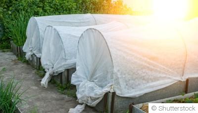 Comment limiter les dégâts du soleil sur les plantations