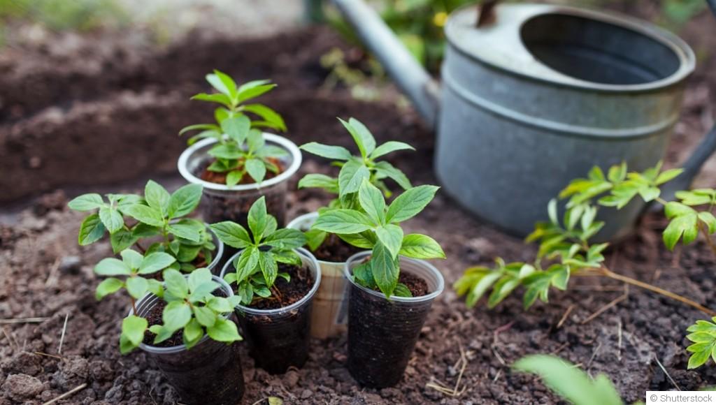 Comment réussir le bouturage de vos plantes avant l’automne ?