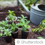 Comment réussir le bouturage de vos plantes avant l’automne ?