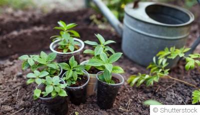 Comment réussir le bouturage de vos plantes avant l’automne ?