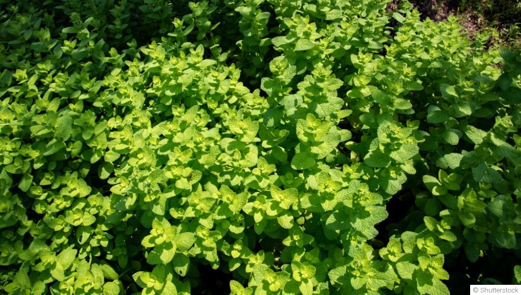 Engrais verts : pourquoi les semer dès septembre ?