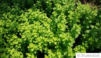 Engrais verts : pourquoi les semer dès septembre ?