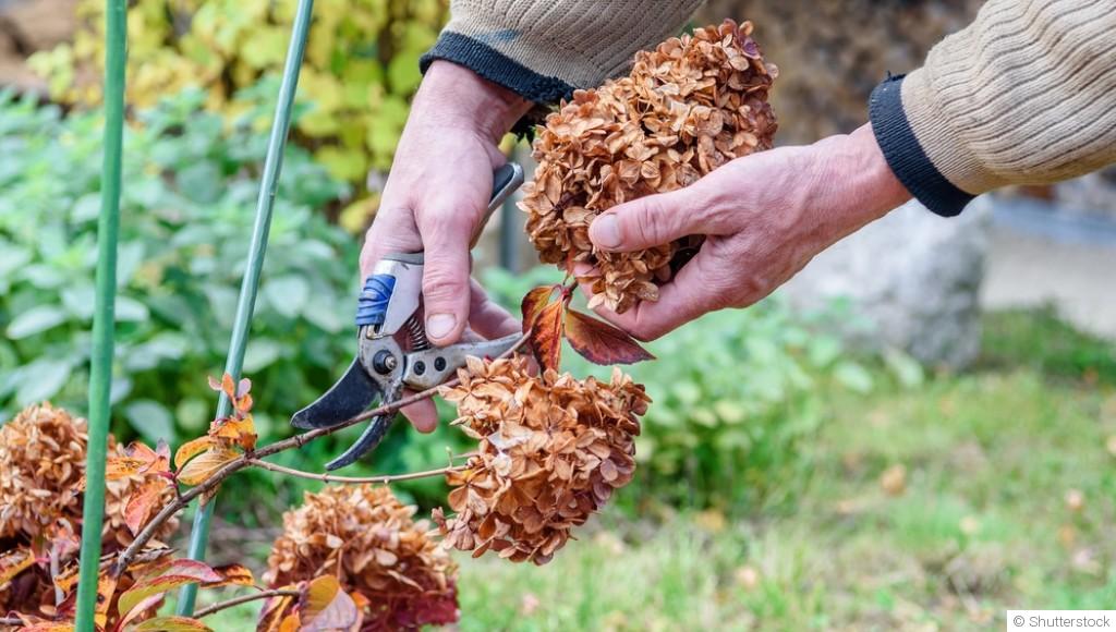 Fleurs fanées : faut-il les couper ou les laisser en place ?