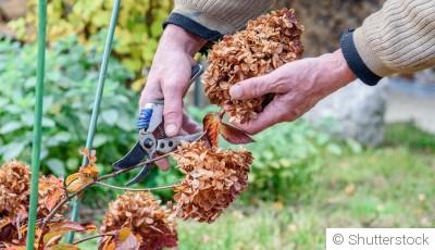 Fleurs fanées : faut-il les couper ou les laisser en place ?