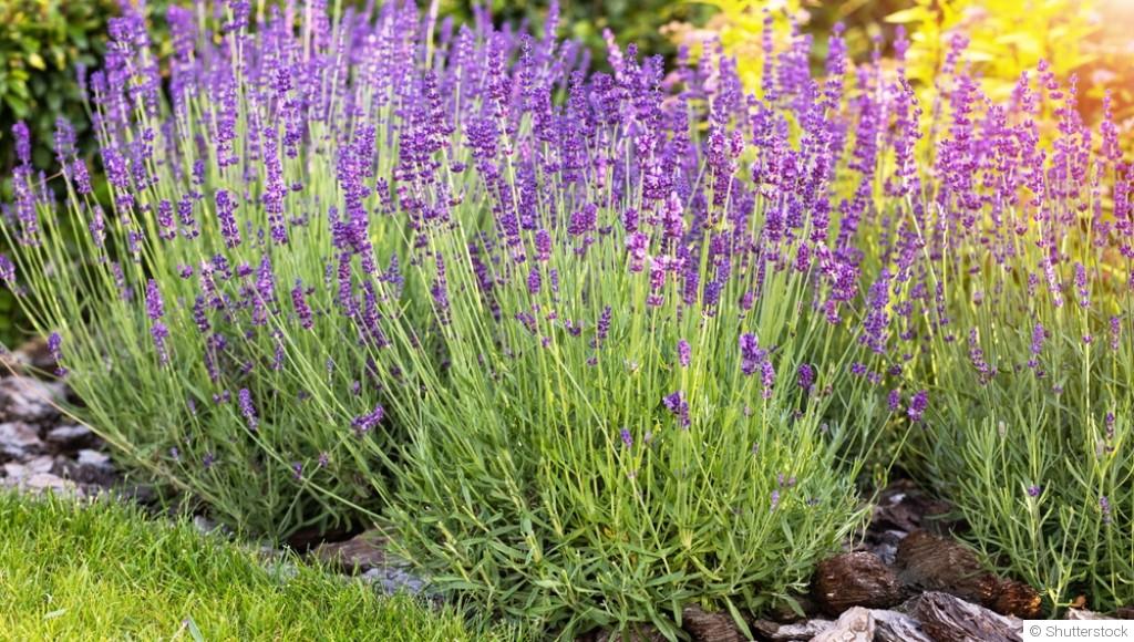 Les plantes résistantes à la chaleur idéales pour les débutants