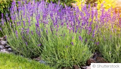 Les plantes résistantes à la chaleur idéales pour les débutants