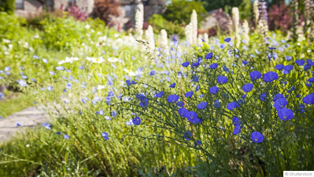 Les fleurs les plus faciles à cultiver pour un jardin sans entretien