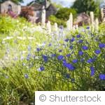 Les fleurs les plus faciles à cultiver pour un jardin sans entretien