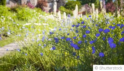 Les fleurs les plus faciles à cultiver pour un jardin sans entretien