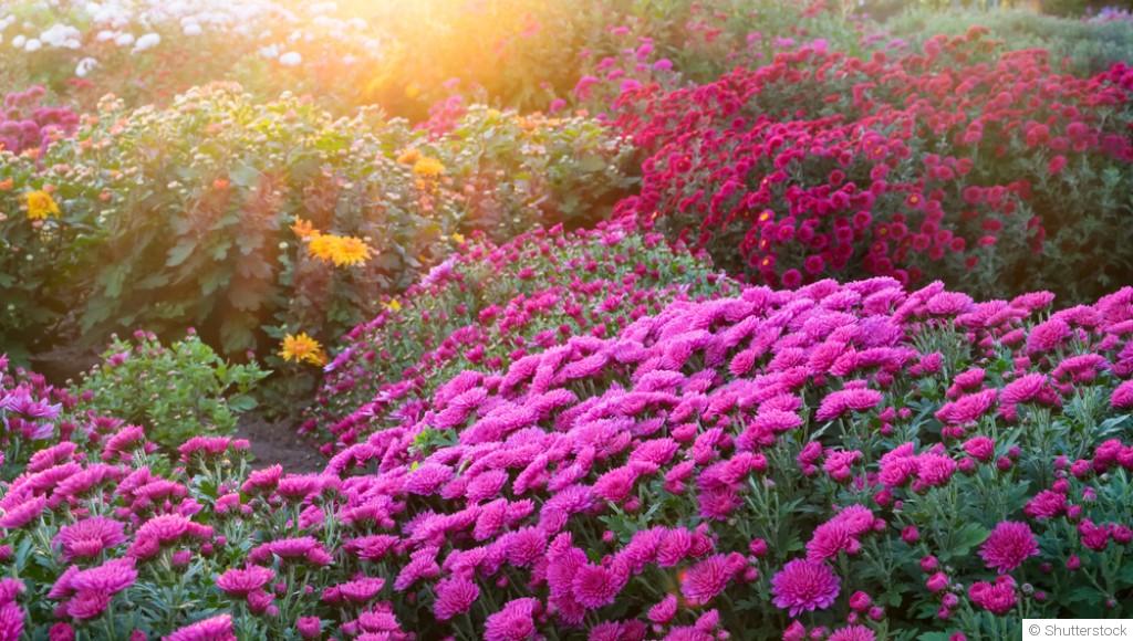 Les meilleures fleurs pour un massif coloré jusqu’à l’automne