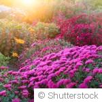 Les meilleures fleurs pour un massif coloré jusqu’à l’automne