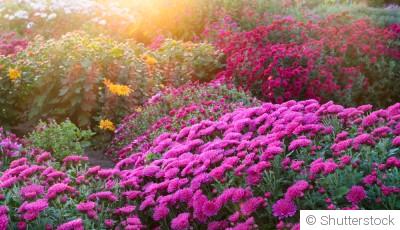 Les meilleures fleurs pour un massif coloré jusqu’à l’automne