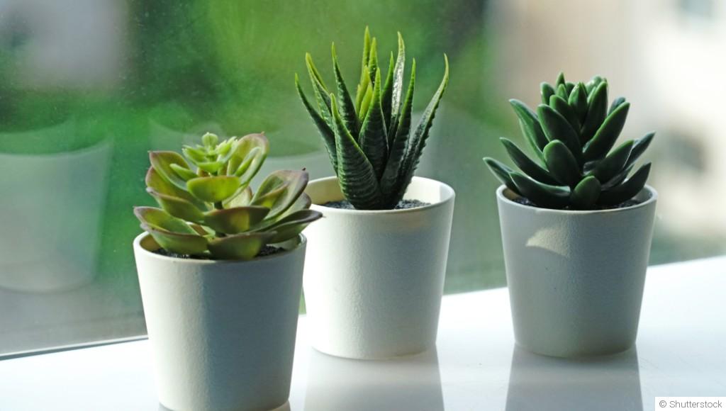 Les plantes grasses les plus faciles à entretenir en été