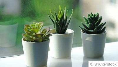 Les plantes grasses les plus faciles à entretenir en été