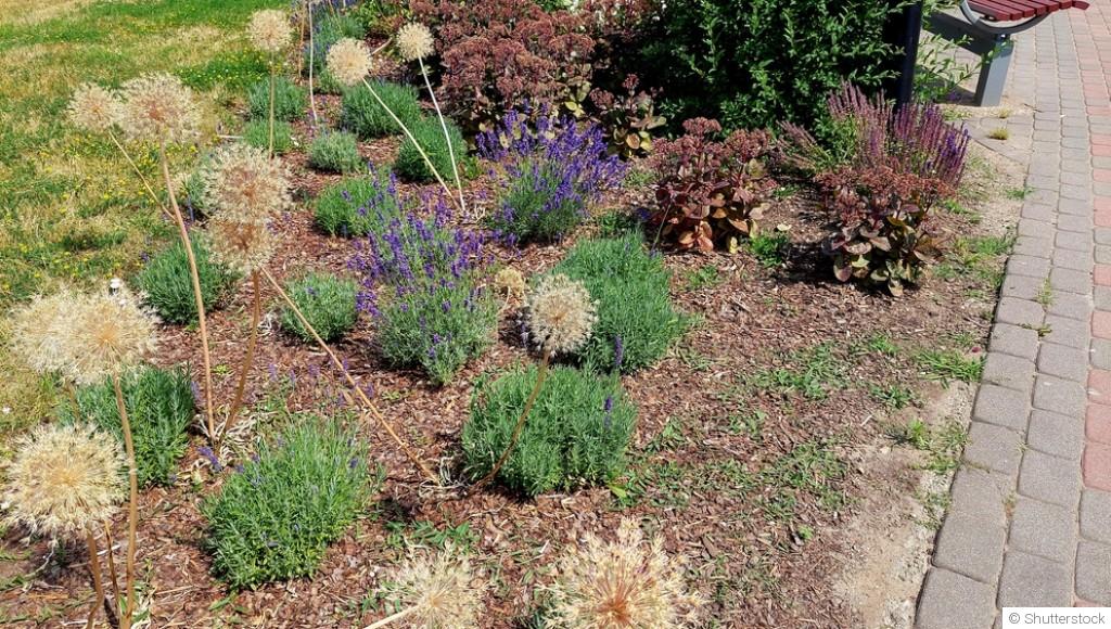 10 plantes faciles pour embellir un jardin sans entretien