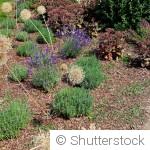 10 plantes faciles pour embellir un jardin sans entretien