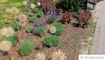 10 plantes faciles pour embellir un jardin sans entretien
