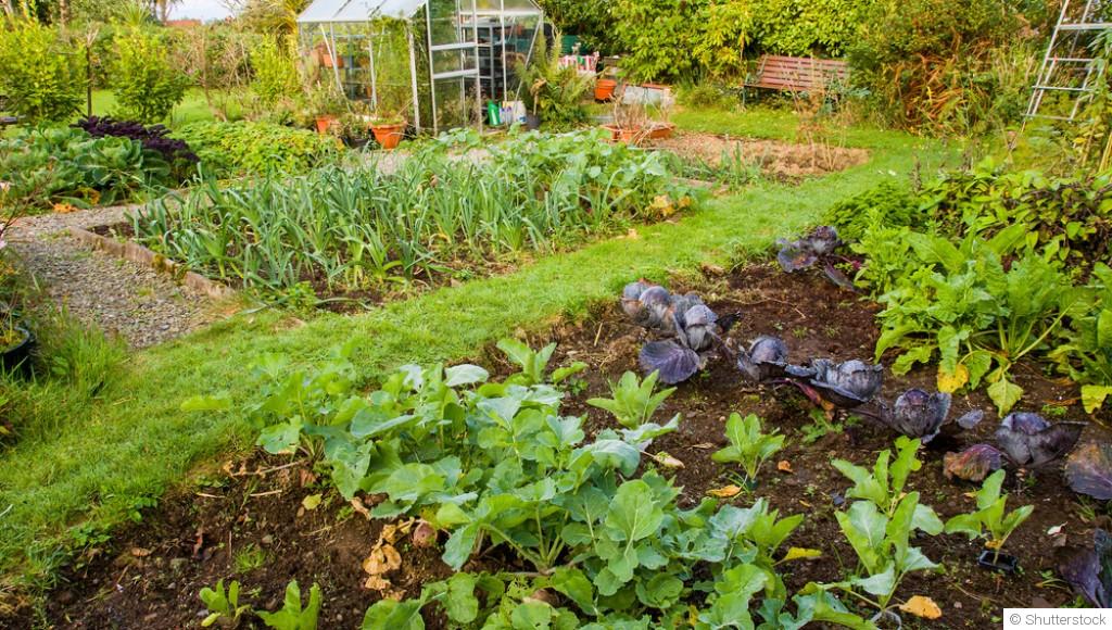 Les légumes les plus productifs pour un potager d’été