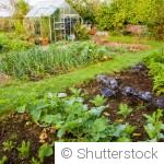 Les légumes les plus productifs pour un potager d’été