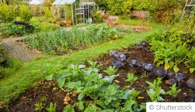 Les légumes les plus productifs pour un potager d’été