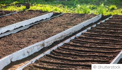 Comment préparer les parcelles libres du potager après les récoltes ?
