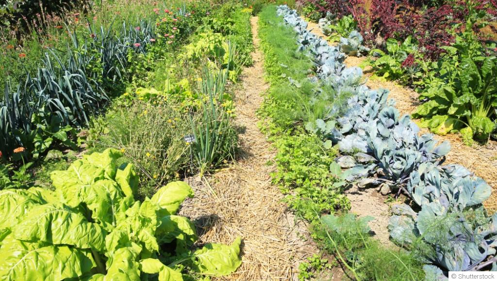 Quels légumes planter pour prolonger les récoltes après l’été