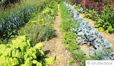 Quels légumes planter pour prolonger les récoltes après l’été