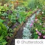 Les plantes compagnes qui protègent naturellement votre jardin