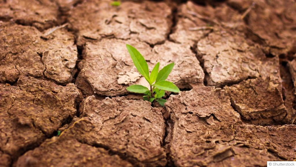 Pourquoi le sol devient sec et compact en été et comment l’améliorer