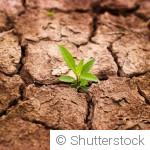 Pourquoi le sol devient sec et compact en été et comment l’améliorer