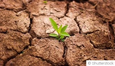 Pourquoi le sol devient sec et compact en été et comment l’améliorer