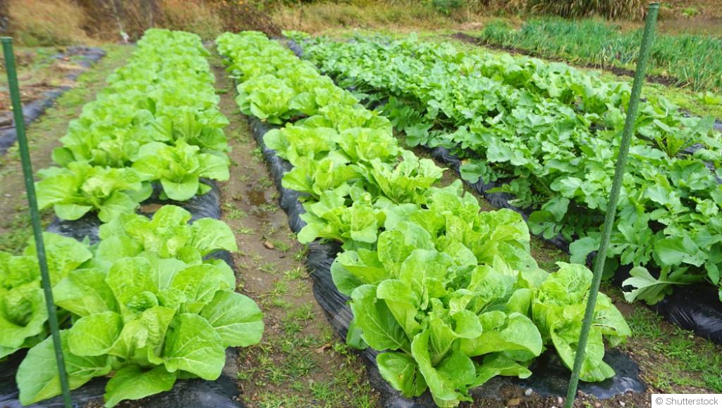 Les associations de légumes qui protègent naturellement les cultures