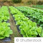Les associations de légumes qui protègent naturellement les cultures