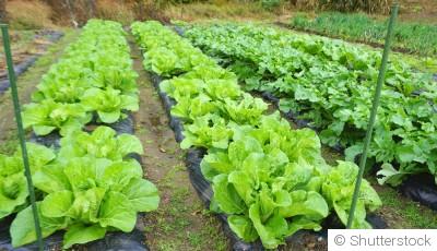 Les associations de légumes qui protègent naturellement les cultures