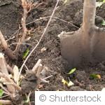 Les erreurs à éviter au jardin en septembre