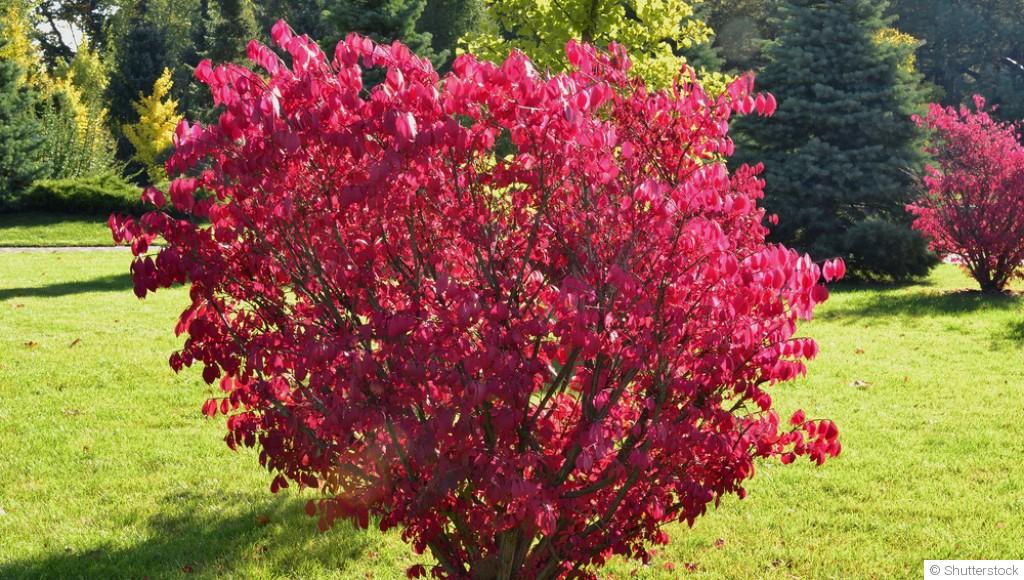 Les meilleurs arbustes à planter en septembre