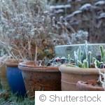 Les plantes à rentrer avant les premières gelées