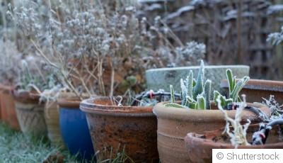 Les plantes à rentrer avant les premières gelées