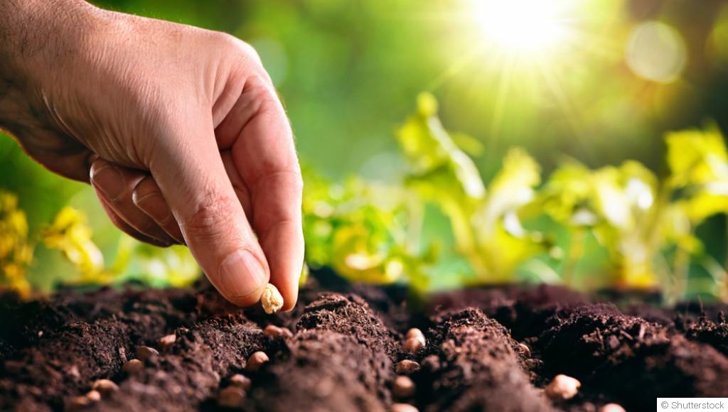 Que faire au jardin avant la fin du mois de septembre ?
