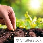 Que faire au jardin avant la fin du mois de septembre ?
